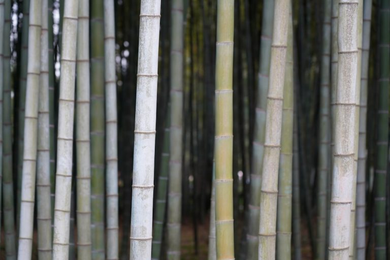 Déco avec bambou coupé : une touche naturelle et élégante Photo bamboo decor